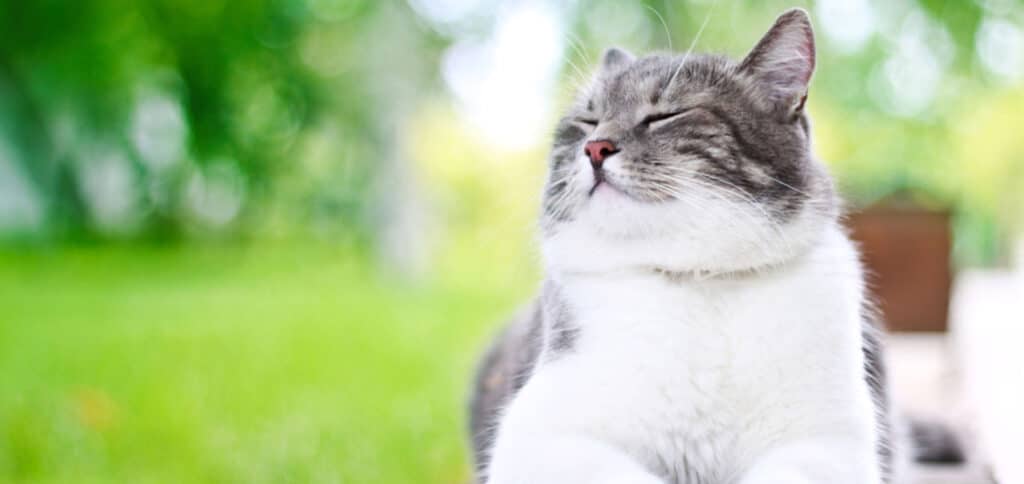 Sleepy Cat — Best Veterinary Services in Bundaberg, QLD