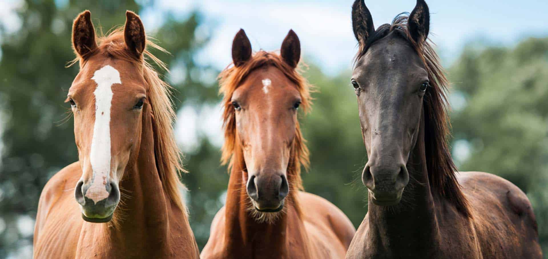 Three beautiful horses — Best Veterinary Services in Bundaberg, QLD