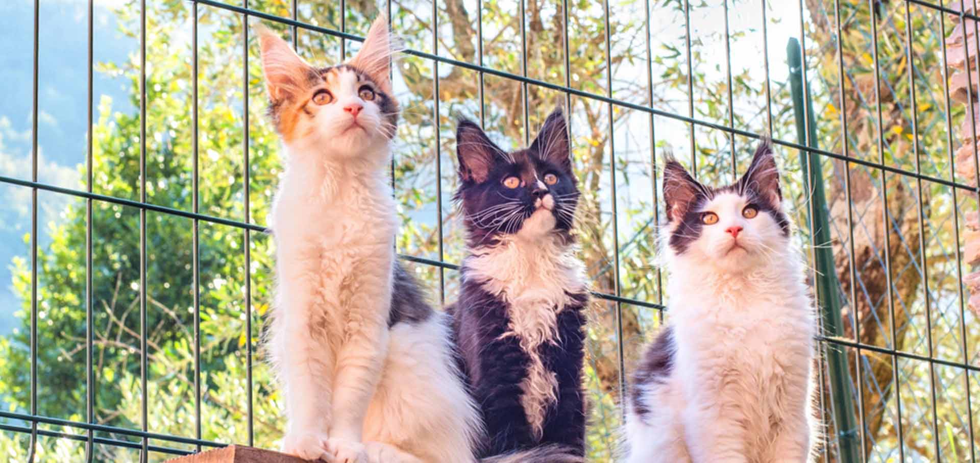 Three cats sitting on the fence — Best Veterinary Services in Bundaberg, QLD