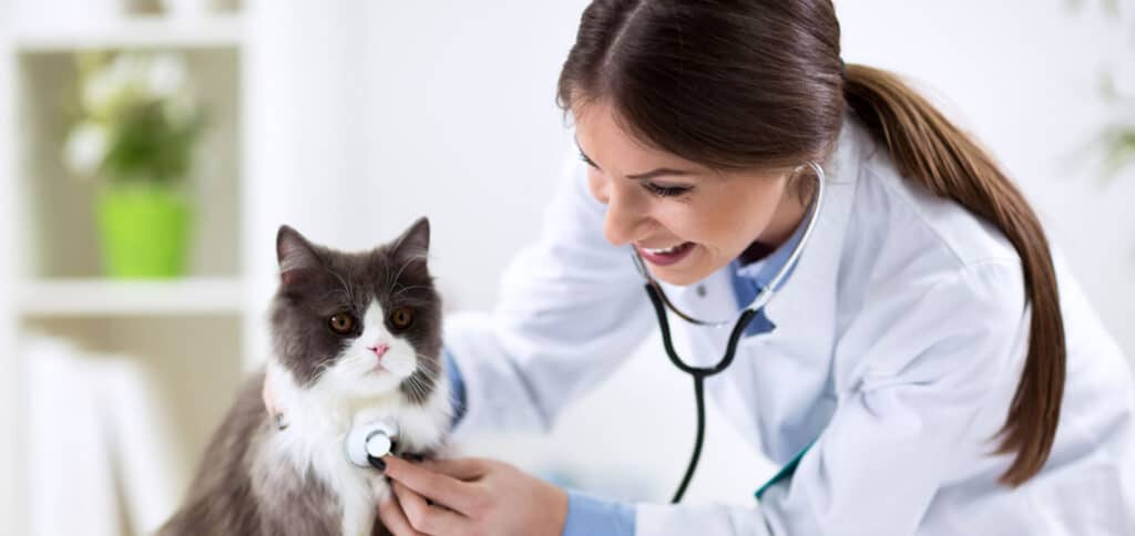 Vet checking cats lungs — Best Veterinary Services in Bundaberg, QLD
