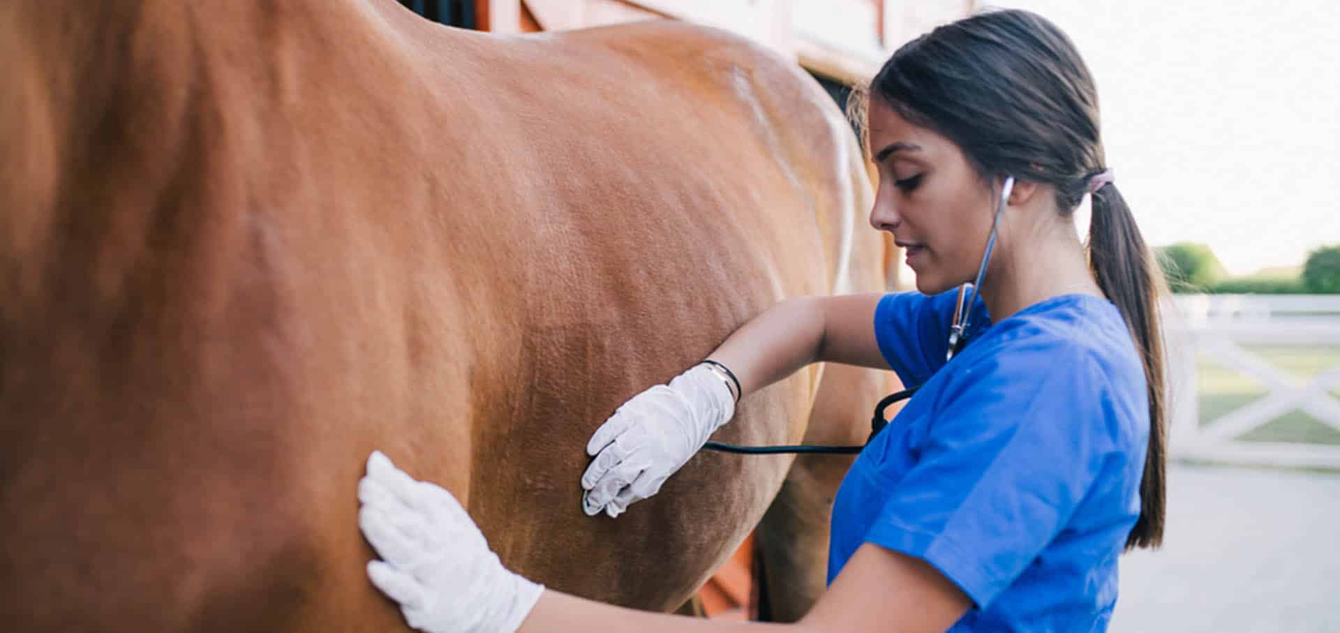 Vet checking horse body — Best Veterinary Services in Bundaberg, QLD