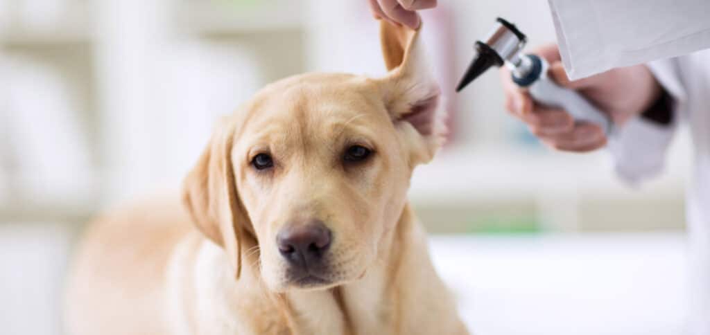 Vet checking dog ears — Best Veterinary Services in Bundaberg, QLD