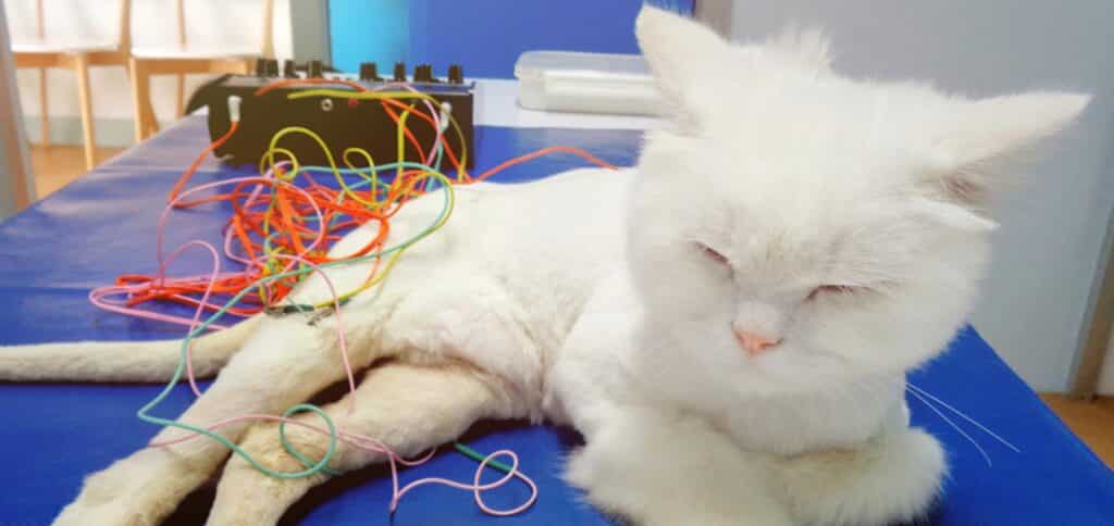 White cat on a surgery table — Best Veterinary Services in Bundaberg, QLD