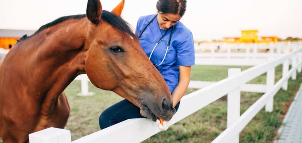 Woman feeding brown horse — Best Veterinary Services in Bundaberg, QLD