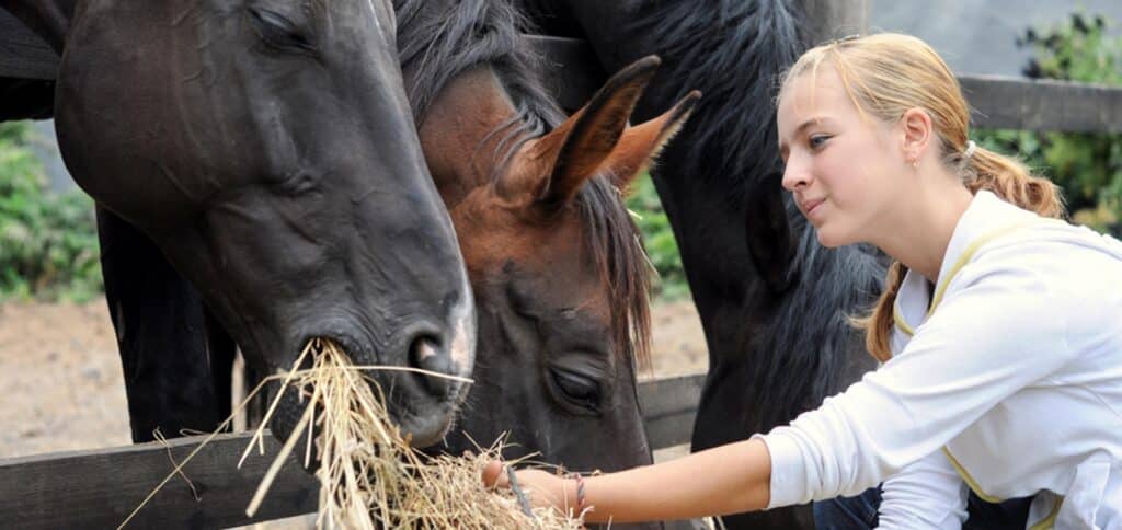 Woman feeding horses — Best Veterinary Services in Bundaberg, QLD