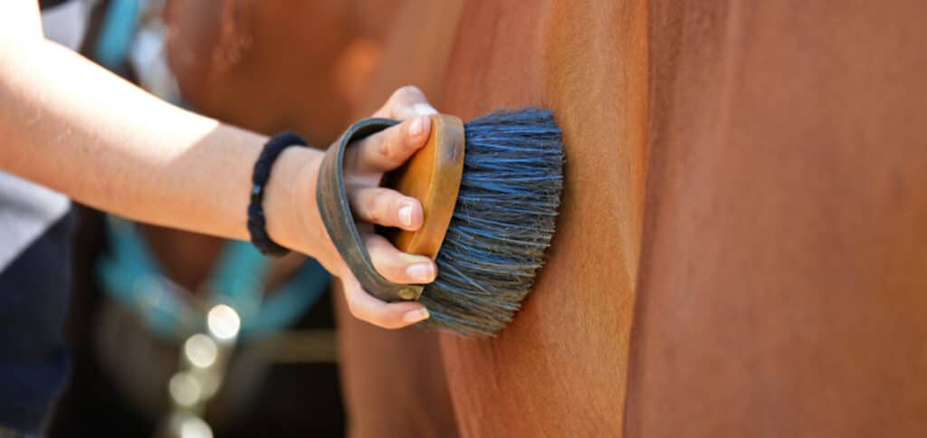 Woman brushing horse body — Best Veterinary Services in Bundaberg, QLD