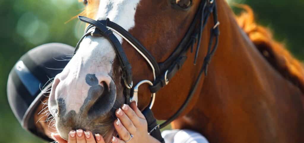 Woman holding horse face — Best Veterinary Services in Bundaberg, QLD