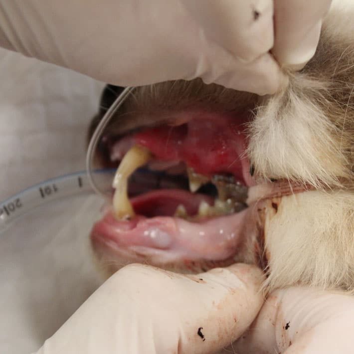 Cat's Rotten Teeth — Best Veterinary Services in Bundaberg, QLD