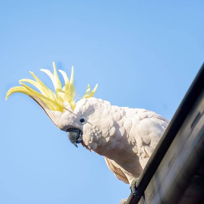 Cockatoo sitting on a roof — Best Veterinary Services in Bundaberg, QLD
