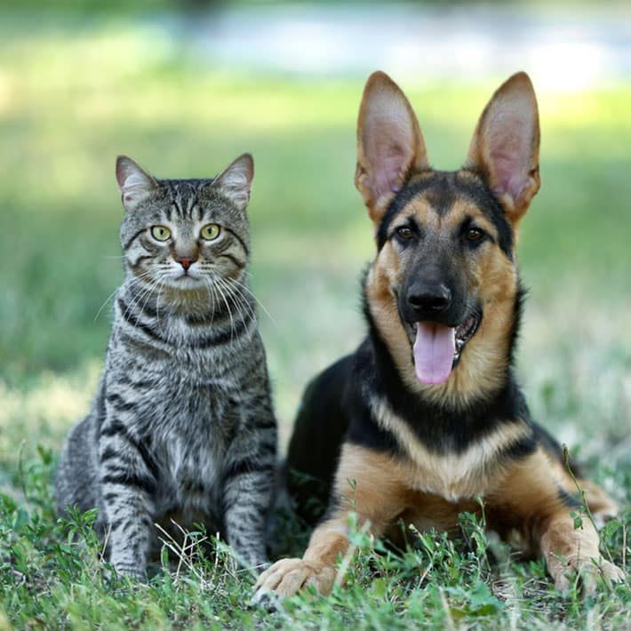 Dog & Cat Sitting on the Grass — Best Veterinary Services in Bundaberg, QLD