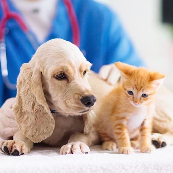 Vet examining a dog and a cat — Best Veterinary Services in Bundaberg, QLD