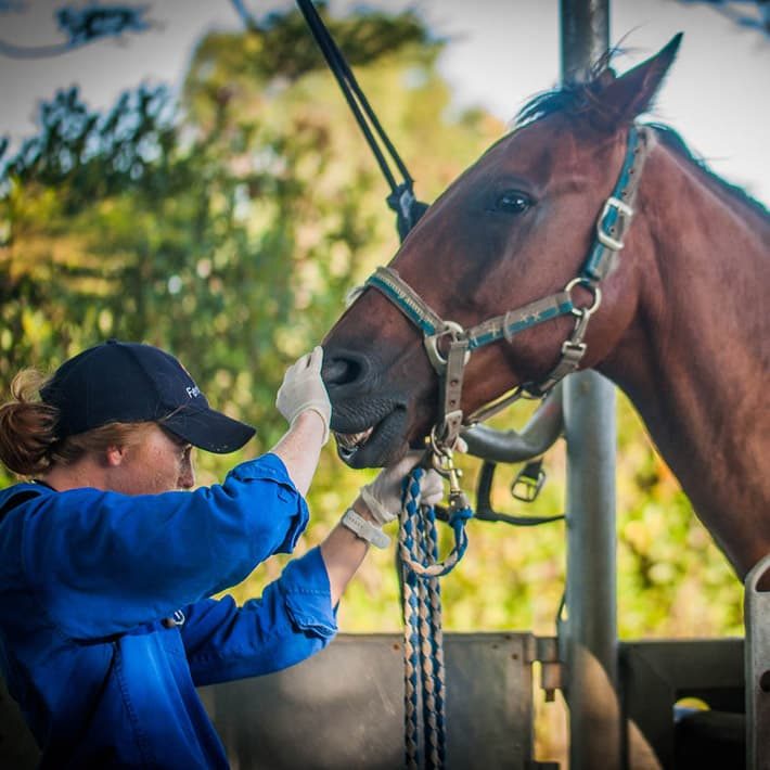 Vet examining a horse's mouth — Best Veterinary Services in Bundaberg, QLD