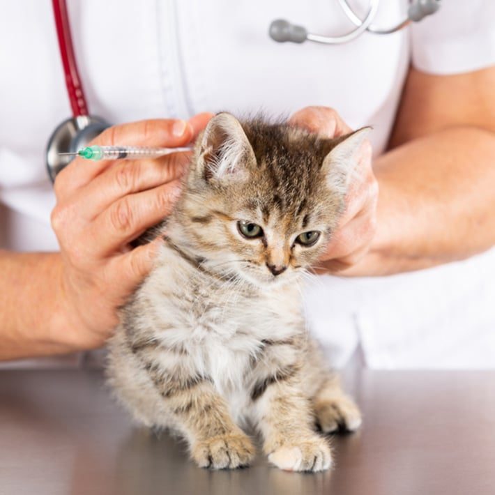 Veterinarian and kitten getting ready for vaccination — Best Veterinary Services in Bundaberg, QLD