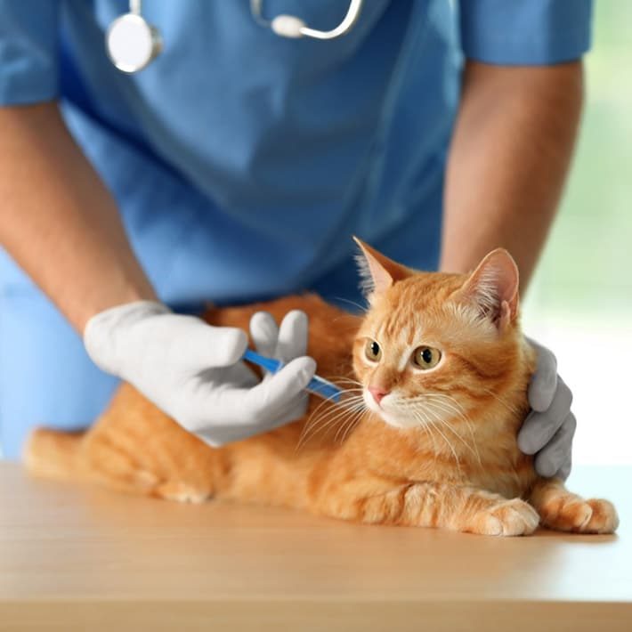 Veterinarian doctor vaccinating a cat — Best Veterinary Services in Bundaberg, QLD