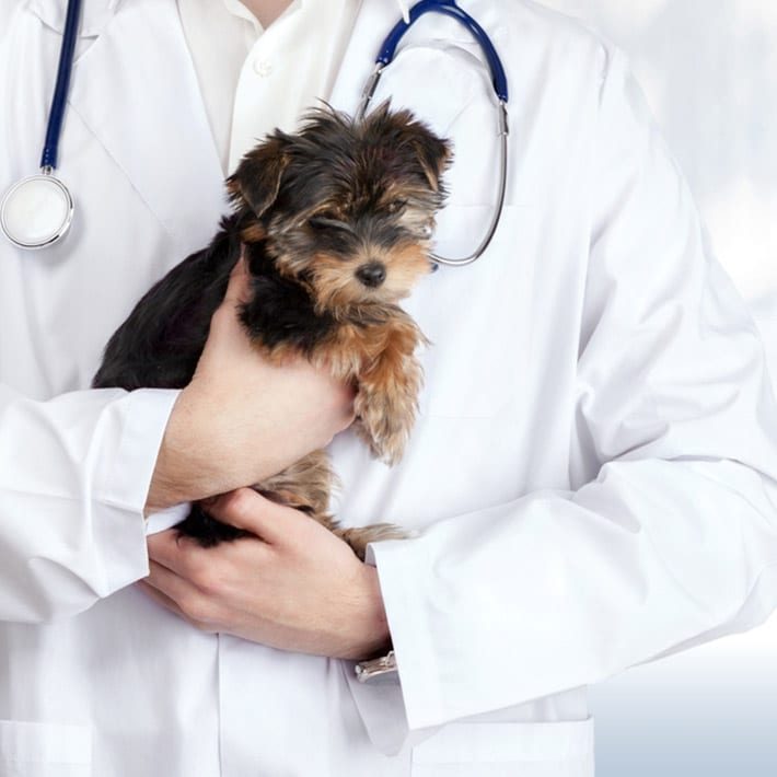 Veterinarian holding a small dog — Best Veterinary Services in Bundaberg, QLD