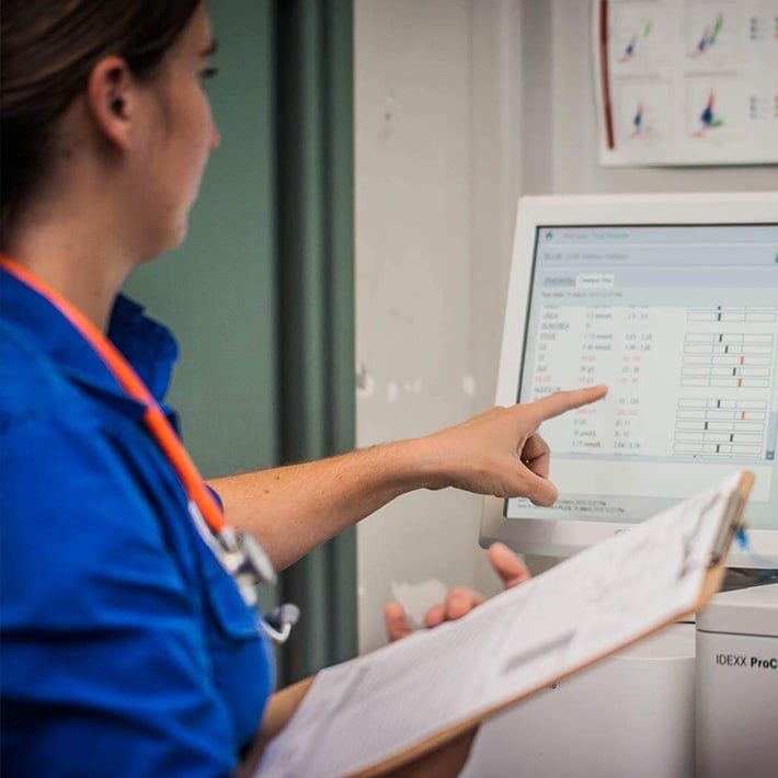Veterinarian reviewing schedules on a monitor — Best Veterinary Services in Bundaberg, QLD